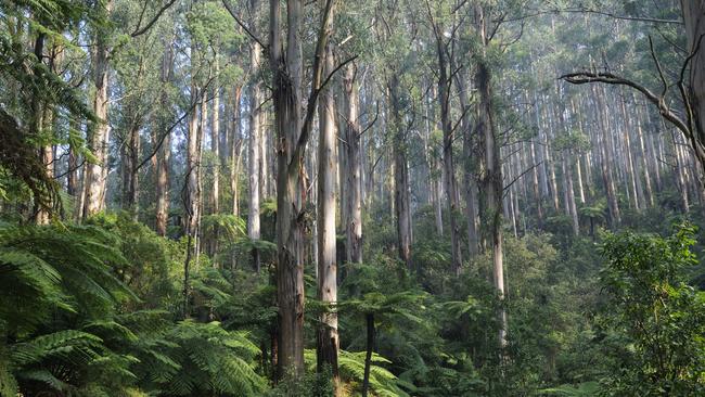 Trees of life: a gum forest. Picture: Jouan Rius via Getty Images