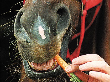 Oct 1999 : Horse eating carrot - generic animals horses hand feeding fresh vegetables carrots mouth