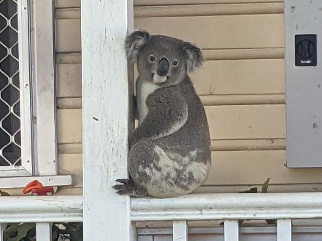 Clarence Valley WIRES koala coordinator Vickii Lett snapped this cute photo of a koala hanging out on the verandah of the Copmanhurst police station.