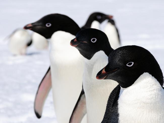 Penguins like these are being counted by volunteers online as bellwethers of environmental change. Picture: Peter Layt