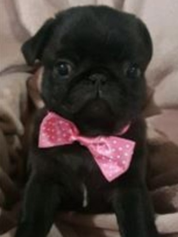 Pearl: Pearl the pug is a tiny girl with a huge personality.