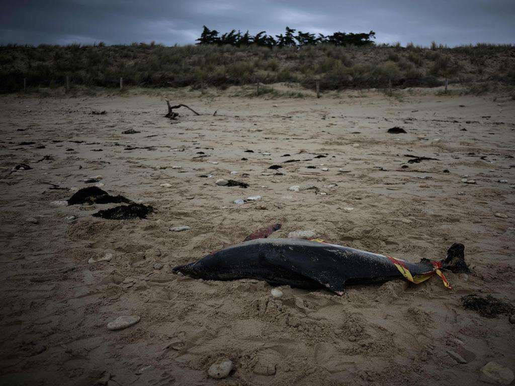 Dozens of dolphin carcasses have been found on the beaches of the French Atlantic coast. Picture: Philippe Lopez/AFP