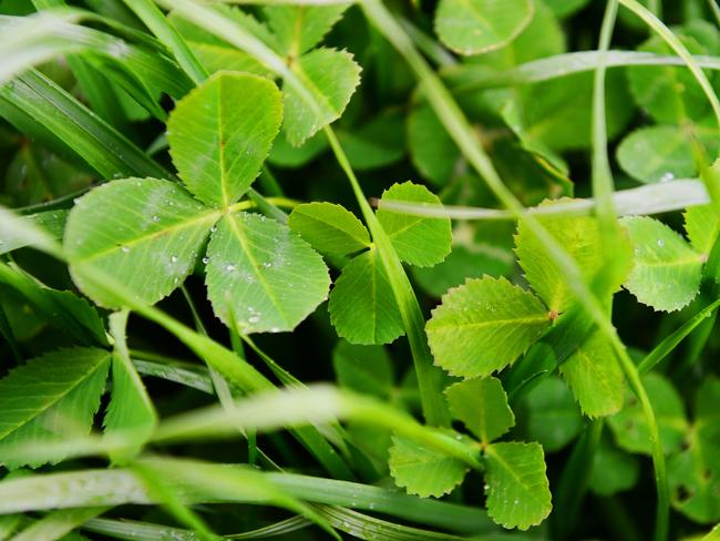 Clover in the pasture. Picture: Zoe Phillips