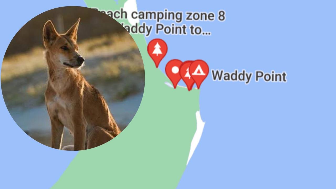 A young child was bitten by a dingo at Waddy Point on K’gari (Fraser Island), just days after a child was bitten and held underwater by one of the animals.