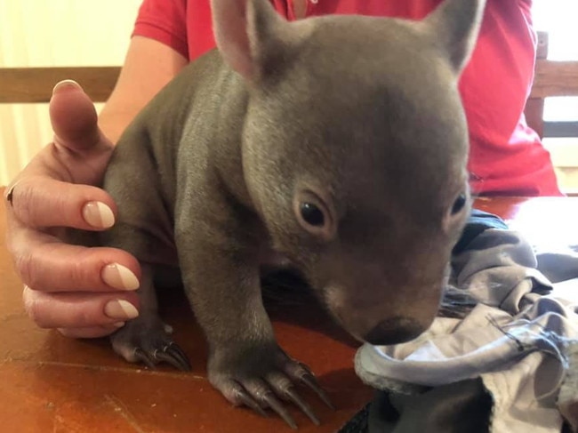 Blossom the baby wombat was orphaned by bushfires near Lithgow, NSW. Picture: Andrew Gee MP/Facebook