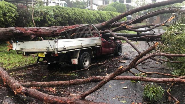 A fallen tree crushes a ute in Terrey Hills. Picture: John Winter