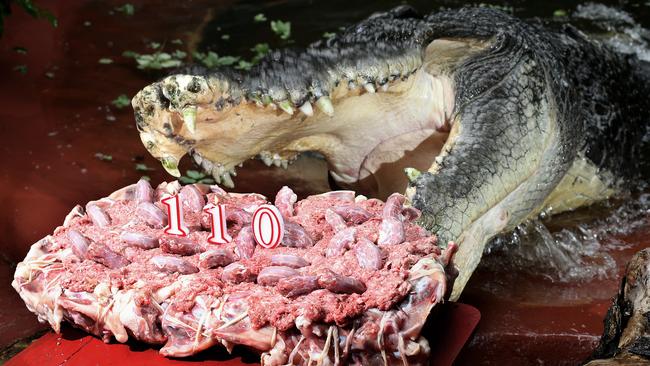 Cassius, the world’s largest estuarine crocodile in captivity at 5.5 metres, celebrates his 110th birthday with a cake made from chicken frames and necks and topped with minced meat.