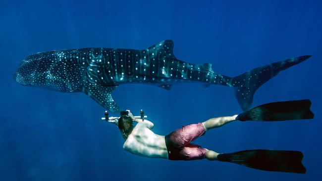 Whale sharks love The Maldives as much as we do and spend all year here.