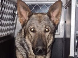 PD Turbo is recovering after he was stabbed while pursuing an offender.