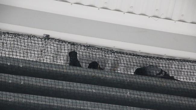 Nesting pigeons defeating netting designed to keep them out on Railway Street, Gatton. Picture: Dominic Elsome