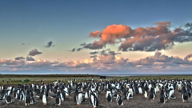 Gentoo penguins on Sea Lion Island, Falkland Islands.