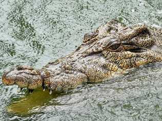 Supplied undated photo obtained Wednesday, Dec. 22, 2010 of Charlie the Crocodile, whose owner is facing a legal battle to keep him, swimming in his pool on the Casey family's cane farm south of Proserpine, North Queensland.  John Casey, 49, was just two years old when Charlie joined his family as a six-inch hatchling after her mother was shot by a hunter in 1963 and is now receiving a long list of demands from state government if he wants to keep Charlie at home. (AAP Image/Townsville Bulletin) NO ARCHIVING, EDITORIAL USE ONLY. Picture: TOWNSVILLE BULLETIN