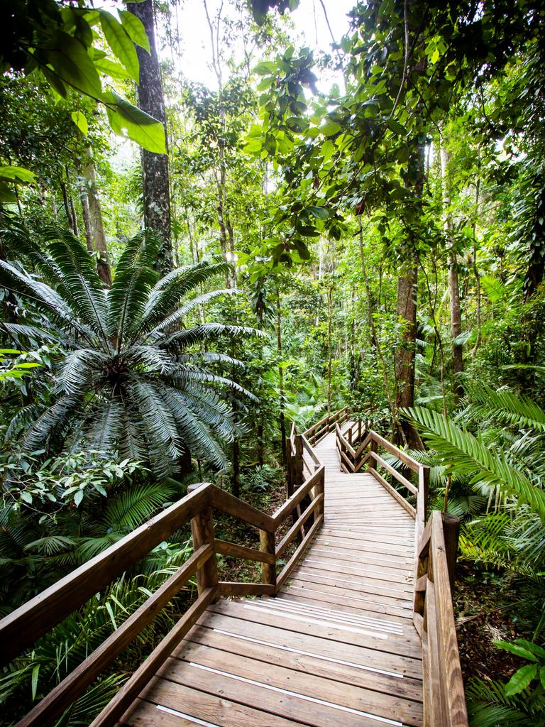 The famous Jindalba Boardwalk through ancient rainforest in the Daintree region has been closed for several months.