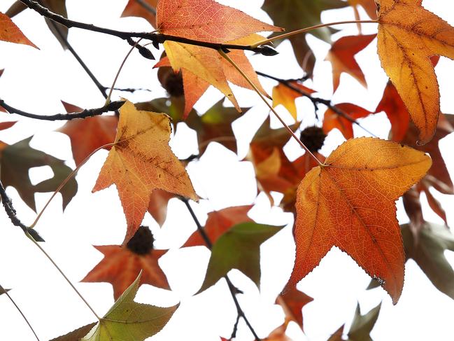 Auburn Botanic Gardens Chiswick road Auburn. Autumn Leaves. Fair Go for the West. Picture: Bradley Hunter