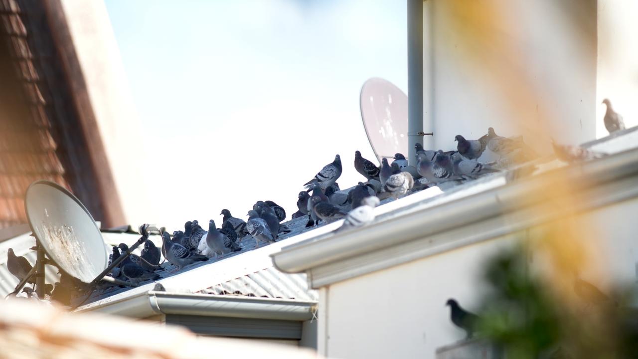 Port Pirie Pigeons in plague proportions, causing health issues and very unsightly mess. Picture: Dean Martin