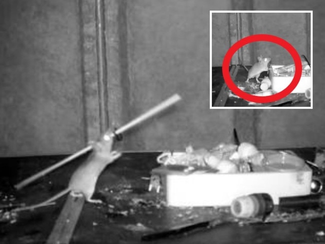 A mouse has been filmed tidying up a man's shed every night. Pictures: Animal News Agency