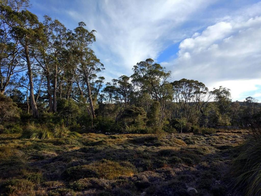 Sphagnum peatland (foreground) with emergent Gleichenia and Empodisma, from the Halls Island development application.