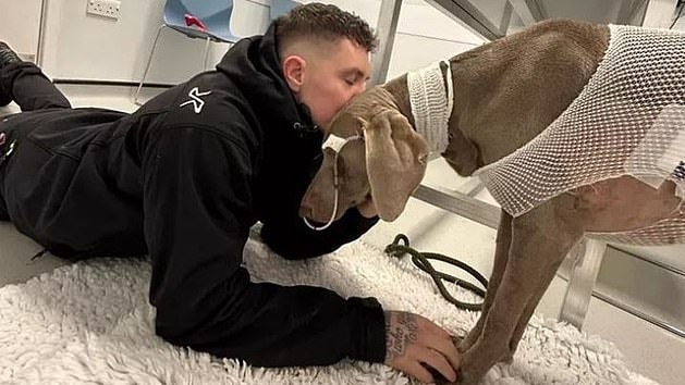 Man sets up GoFundMe for $35k vet bill. Picture: GoFundMe