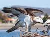 Cash injection to help save our wildlife, coastline