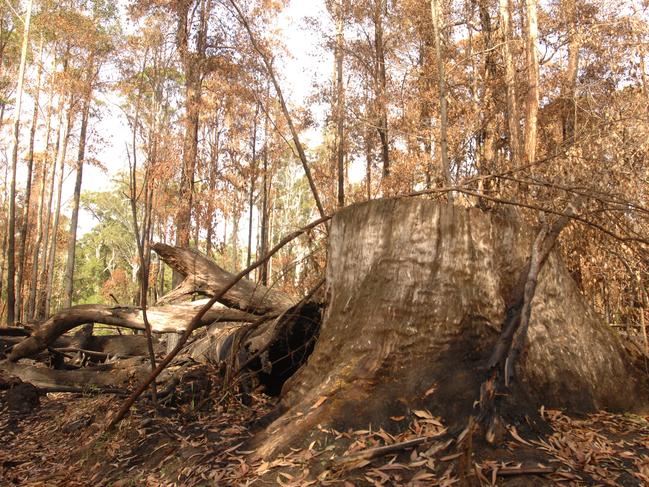 Doubleduke State Forest. Picture: Supplied