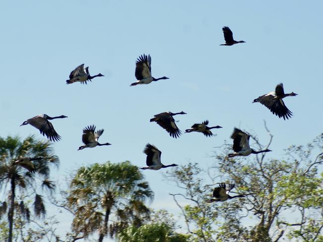 Magpie geese take flight. For Bart Irwin column. Picture: Contributed