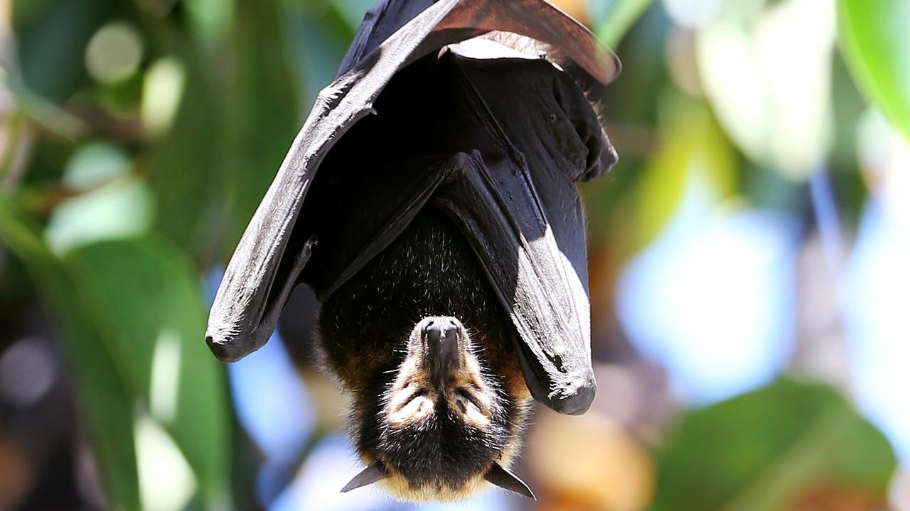 Wildlife carers warn about record number of flying fox deaths in Cairns ...