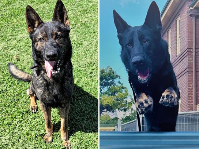 Police dogs Xtra, left, and Soldier, right, were found dead on Thursday when their handler checked them. Pictures: Supplied