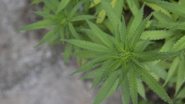 Medicinal cannabis can be legally used if prescribed by a medical nurse or practitioner with the necessary authority or approvals. Picture: (AAP Image/Renae Droop)
