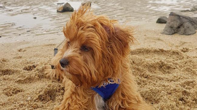 A nine-month old caboodle Teddy was killed by a rottweiler in Glen Waverley in a savage attack, leaving the owners devastated.