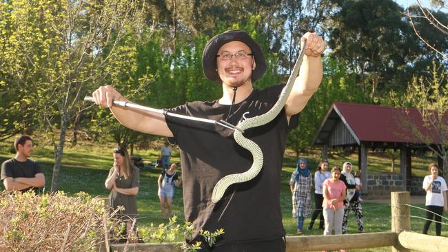 Snake hunter Mark Pelley nabs yet another serpent at a northern suburbs park.