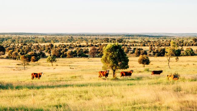 Meeleebee Downs is currently running 3,000 breeders and has an estimated carrying capacity of 9,500 adult equivalents (AE).