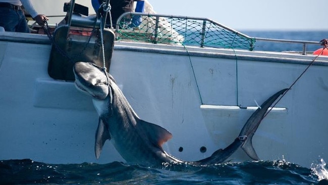 A three-metre tiger shark is caught on drum lines. Picture: Animal Amnesty