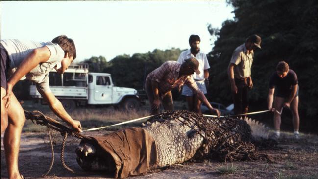 The capture of Cassius on the Finniss River by Grahame Webb's team in 1984