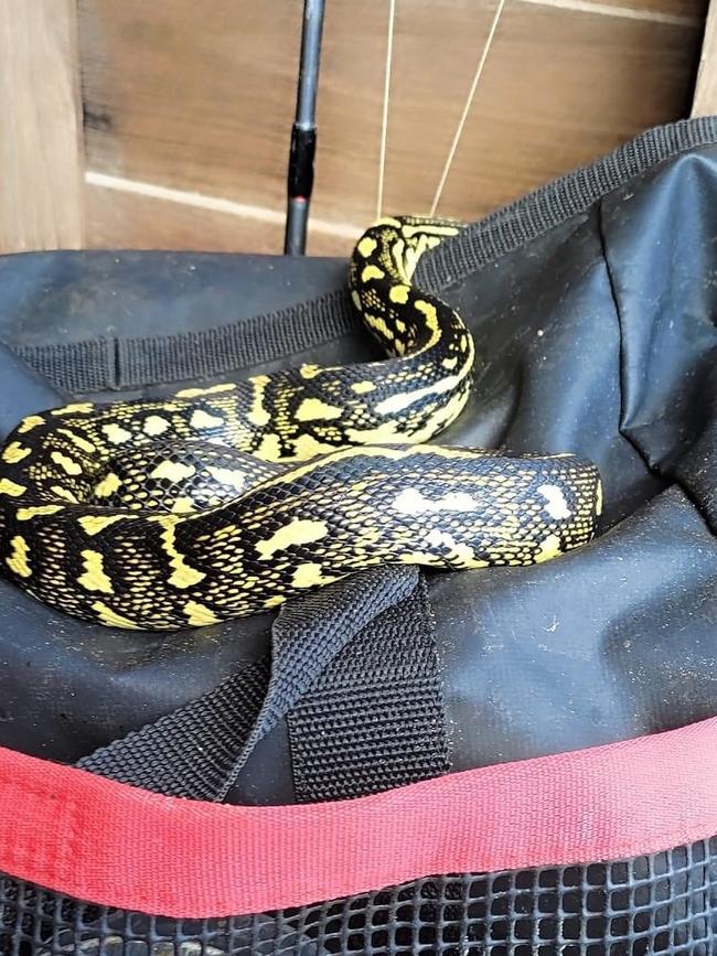 Shaz Sheppard found this Jungle Python in her garage. Photo: Shaz Sheppard