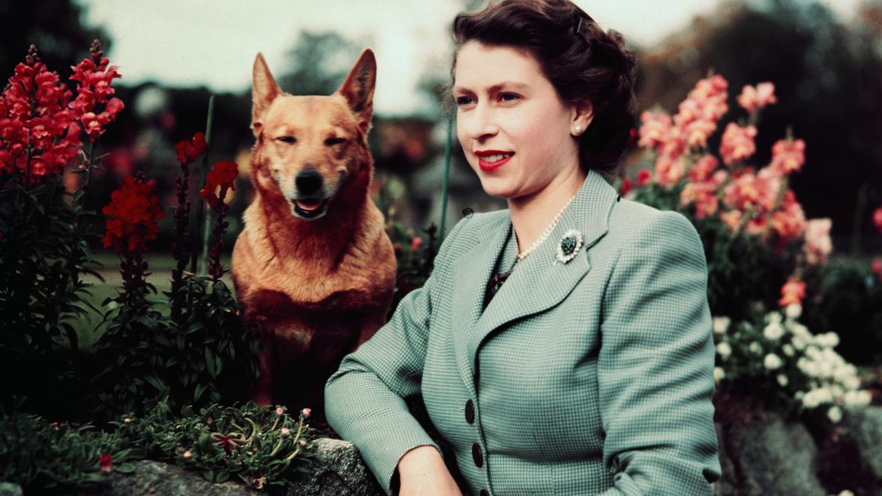 Queen Elizabeth II at Balmoral Castle with one of her corgis in 1952.