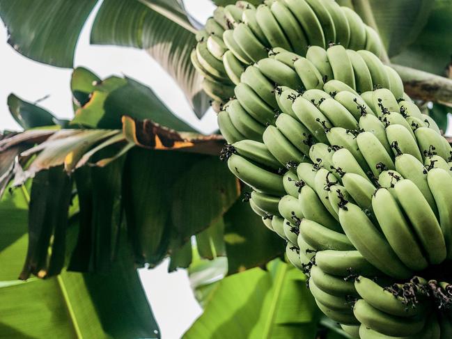 EMBARGO FOR TWAM, 14 DECEMBER 2024. FEE MAY APPLY.   Green banana fruit on the plant. Photo: Phoenix_Ham / Unsplash