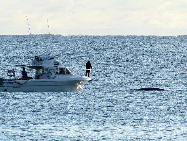 Boaties monitor a whale trapped in the nets of Kirra Groyne this morning. Picture Glenn Hampson