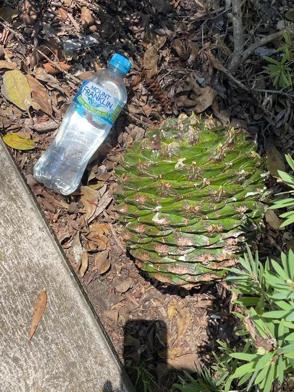 A photo of the pine cone.