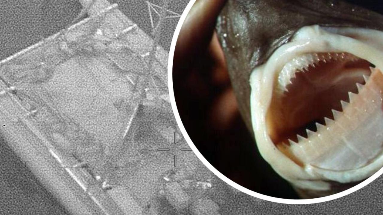 cookie cutter shark attacks on humans