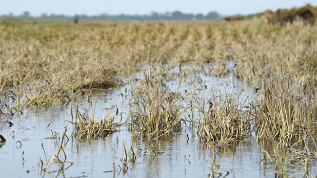 Some farmers are paying premiums on wiped out crops after changes to crop insurance this year. Picture: Zoe Phillips