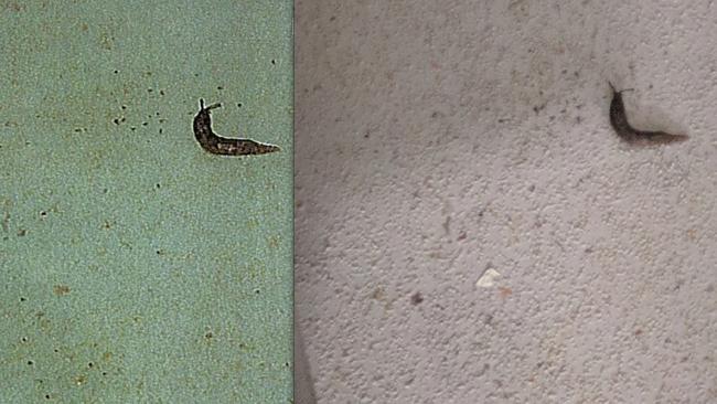 A photo showing a slug found in the iCook Foods (left) facility in Dandenong that was sent to owners, compared to the original photo (right) taken during a health inspection.