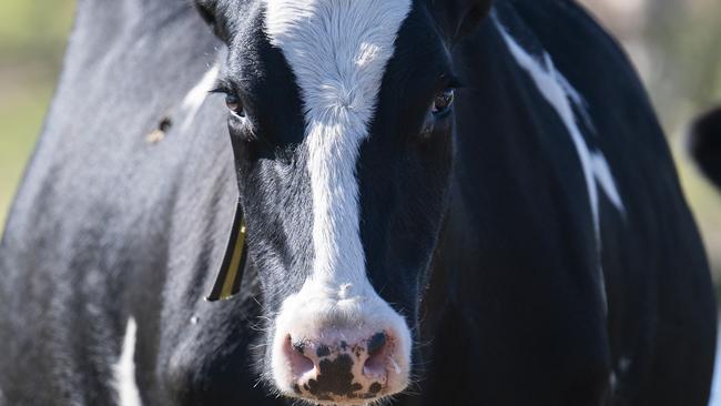 CANBERRA, AUSTRALIA - MAY 19: Dairy farmer Phil Ryan with his cattle on his farm in Toothdale, NSW. Picture: NCA NewsWire / Martin Ollman