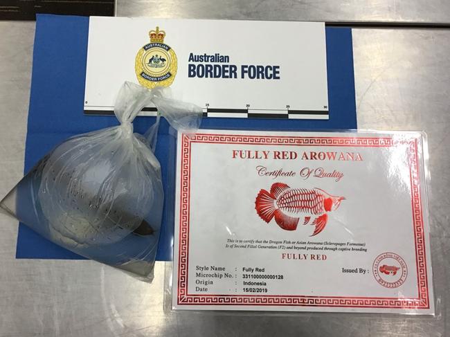 He was arrested at Adelaide Airport for allegedly trying to smuggle an endangered fish around his neck. Picture: Australian Border Force