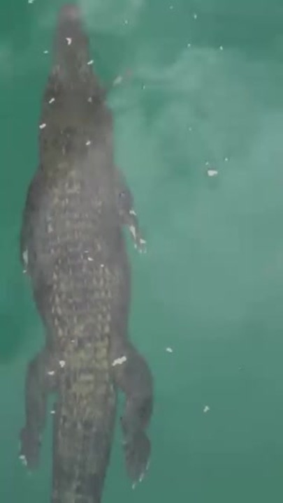 Croc shot with arrow at Cape Tribulation