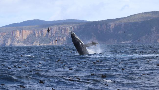 Rescuers are racing to save stranded whales on Tasmania’s west coast. Picture: Drew Griffiths