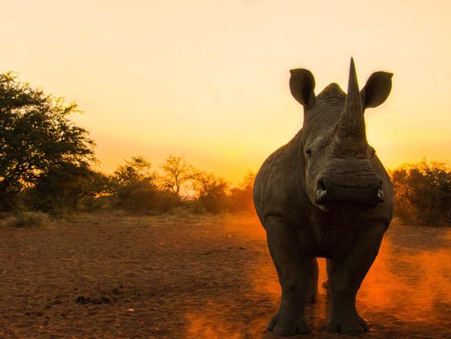 Rhinos are under threat in Africa. Picture: Jason Savage