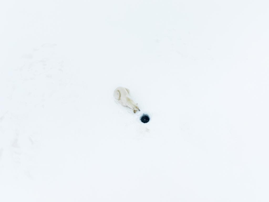 Captured in Svalbard in Norway, this polar bear was spotted stalking seals over a period of 24 hours. French photographer Florian Ledoux was in awe of the animal’s patience in a seemingly bleak battle. This image was the winner in the animal behaviour category. Picture: Florian Ledoux/Nature TTL