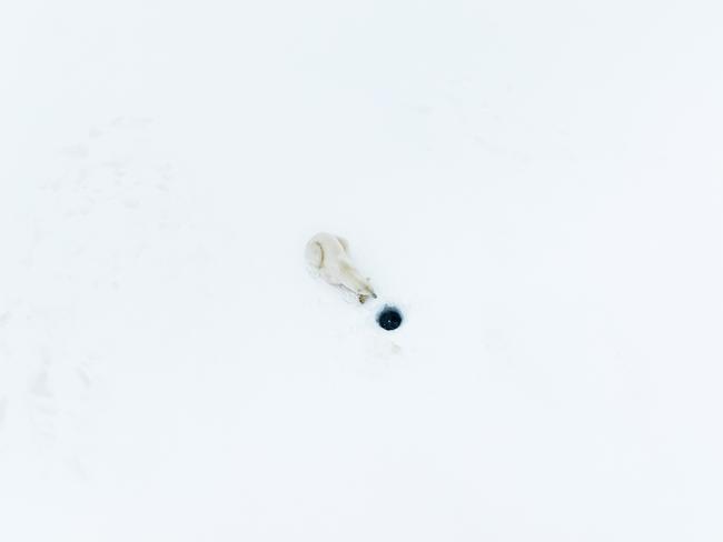 Captured in Svalbard in Norway, this polar bear was spotted stalking seals over a period of 24 hours. French photographer Florian Ledoux was in awe of the animal’s patience in a seemingly bleak battle. This image was the winner in the animal behaviour category. Picture: Florian Ledoux/Nature TTL