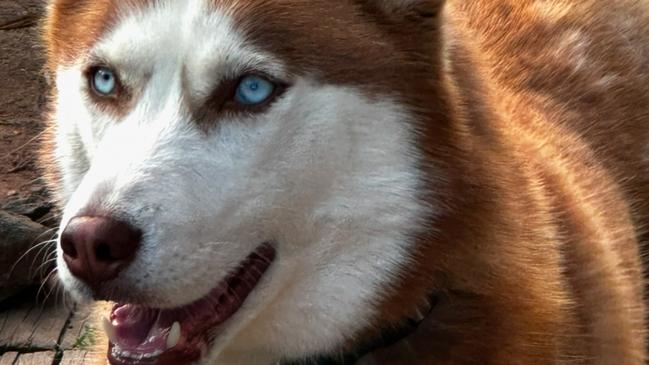 Coonabarabran husky Nova has been found in Townsville.