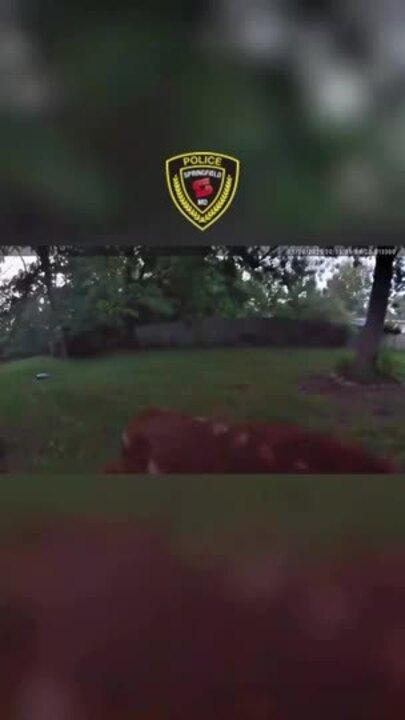 Police Save Baby Deer From Empty Pool in 'Heartwarming Rescue’